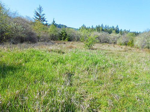 big meadow, Hall Road Wildlife Area, Silver Lake, Cowlitz County, Washington