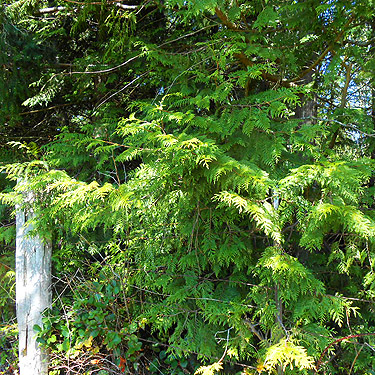 cedar foliage at edge of Silver Lake Cemetery, Cowlitz County, Washington