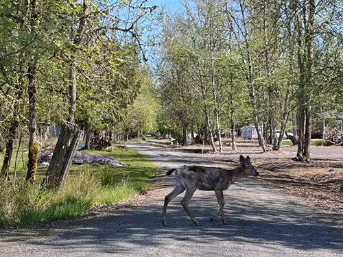 deer crossing near Silver Lake Cemetery, Cowlitz County, Washington