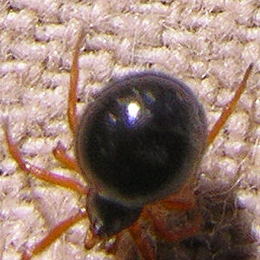 spider Crustulina sticta from vase, Silver Lake Cemetery, Cowlitz County, Washington