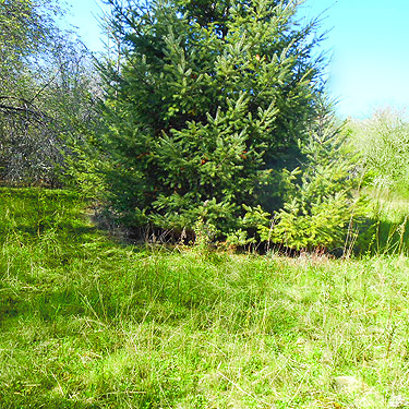 Douglas-fir at far end of meadow, Hall Road Wildlife Area, Silver Lake, Cowlitz County, Washington fo