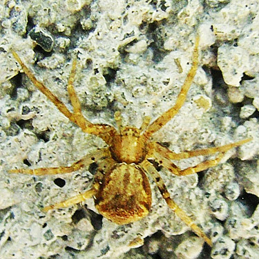 crab spider Philodromus josemitensis on shed wall, Silver Lake Cemetery, Cowlitz County, Washington