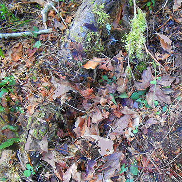 forest leaf litter, Hall Road Wildlife Area, Silver Lake, Cowlitz County, Washington