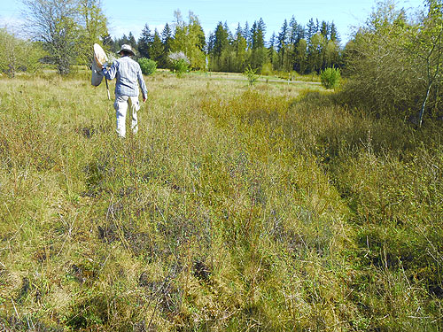 Laurel crossing the big wetland-meadow, Hall Road Wildlife Area, Silver Lake, Cowlitz County, Washington