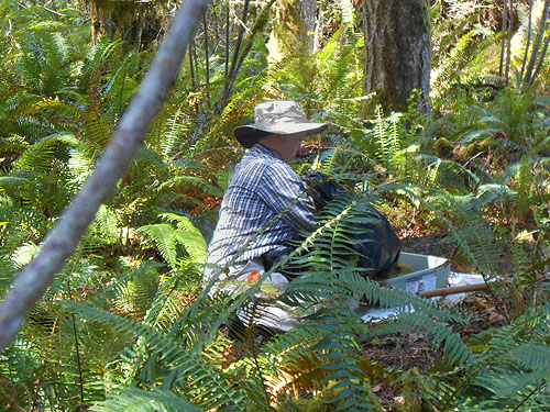 Laurel Ramseyer sifting moss in forest, Hall Road Wildlife Area, Silver Lake, Cowlitz County, Washington