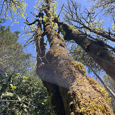 Mossy trunk in forest, Hall Road Wildlife Area, Silver Lake, Cowlitz County, Washington