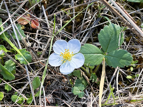 wild strawberry plant, Hall Road Wildlife Area, Silver Lake, Cowlitz County, Washington