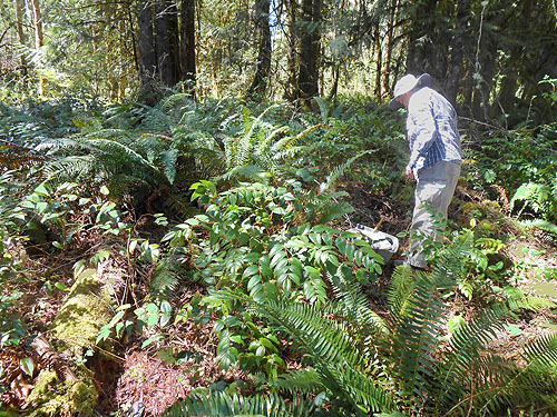 Oregon grape area of understory, Hall Road Wildlife Area, Silver Lake, Cowlitz County, Washington