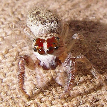 Female spider Phanias harfordii found on fence wire at Silver Lake Cemetery, Cowlitz County, Washington