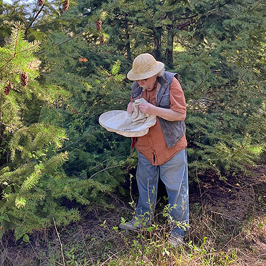 Rod Crawford sampling Douglas-fir foliage, Hall Road Wildlife Area, Silver Lake, Cowlitz County, Washington