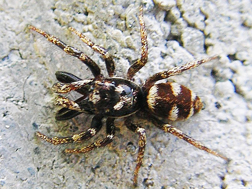 jumping spider Salticus scenicus on shed wall, Silver Lake Cemetery, Cowlitz County, Washington