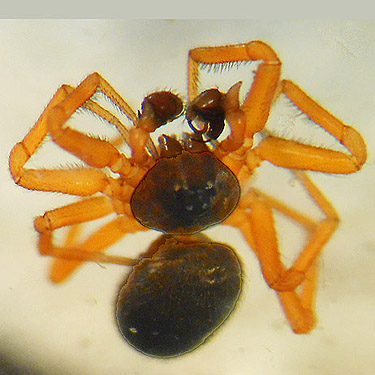 new spider species genus Satilatlas from meadow, Hall Road Wildlife Area, Silver Lake, Cowlitz County, Washington