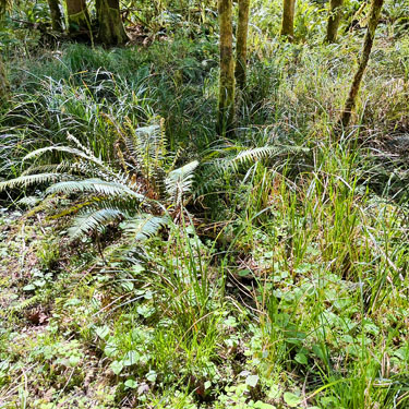 sedge in semi-wetland within forest, Hall Road Wildlife Area, Silver Lake, Cowlitz County, Washington