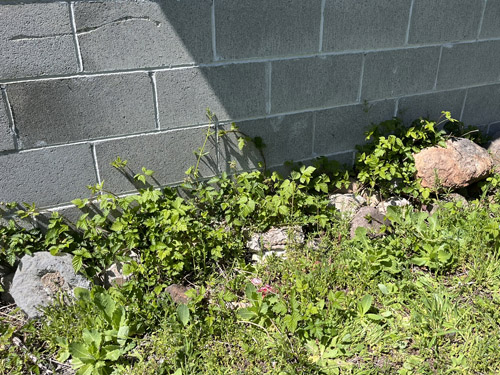 rocks around service shed, Silver Lake Cemetery, Cowlitz County, Washington