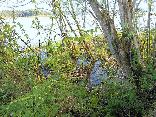 shoreline flora, boat launch on NW side of Silver Lake, Cowlitz County, Washington