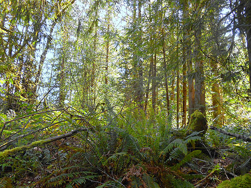 swampy forest by lake, Hall Road Wildlife Area, Silver Lake, Cowlitz County, Washington