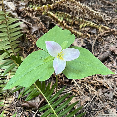 trillium within forest, Hall Road Wildlife Area, Silver Lake, Cowlitz County, Washington