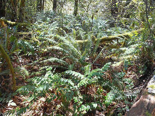 fern-dominated forest understory, Hall Road Wildlife Area, Silver Lake, Cowlitz County, Washington