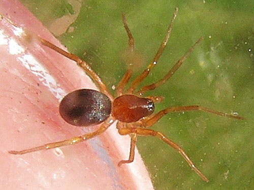 female spider Zodarion rubidum under rock, Silver Lake Cemetery, Cowlitz County, Washington