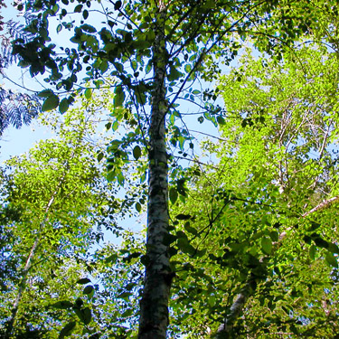 alder tree, Silver Creek, Galena, Snohomish County, Washington