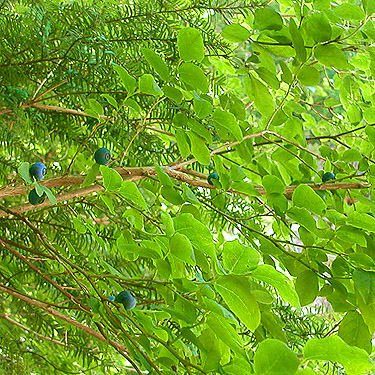 vaccinium blue huckleberries, Silver Creek N of Galena, Snohomish County, Washington