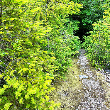 conifer foliage in sun, Silver Creek N of Galena, Snohomish County, Washington