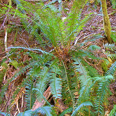 sword fern Pterostichum munitum, Silver Creek, Galena, Snohomish County, Washington