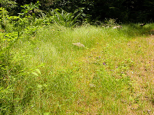 grass by roadside, Silver Creek, Galena, Snohomish County, Washington