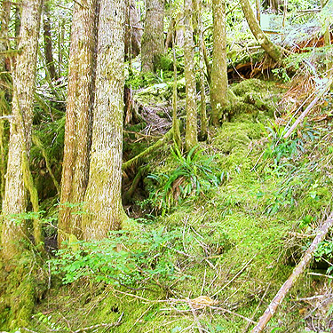 western hemlock forest, Silver Creek, Galena, Snohomish County, Washington