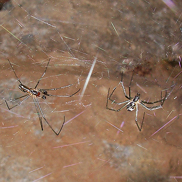 pair of dome spiders Neriene litigiosa among rocks, Silver Creek N of Galena, Snohomish County, Washington