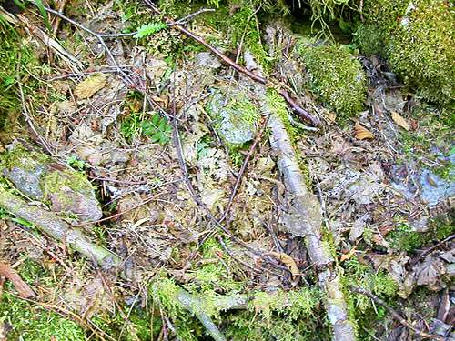 alder-conifer leaf litter, Silver Creek, Galena, Snohomish County, Washington