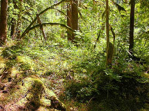 forest in floodplain of Silver Creek N of Galena, Snohomish County, Washington