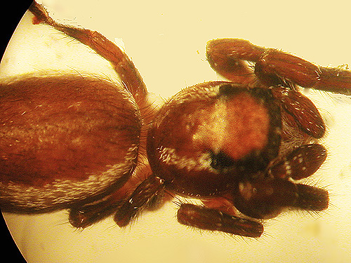 juvenile Phanias jumping spider from Silver Creek, Galena, Snohomish County, Washington
