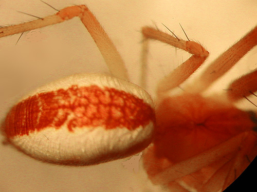 spider Pityohyphantes rubrofasciatus from conifer foliage, Silver Creek N of Galena, Snohomish County, Washington