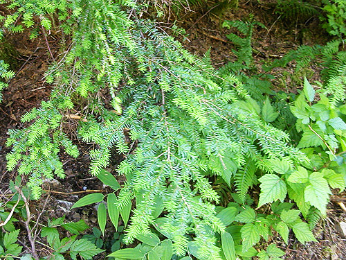 western hemlock foliage, Silver Creek, Galena, Snohomish County, Washington