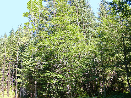 2 deciduous trees where stream crosses road, Willame Creek site, Skate Creek Valley, Lewis County, Washington