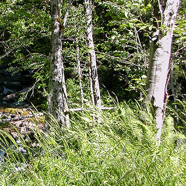 riparian alder stand, Johnson Creek road, Skate Creek Valley, Lewis County, Washington