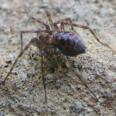 Calymmaria spider under rock, Johnson Creek road, Skate Creek Valley, Lewis County, Washington