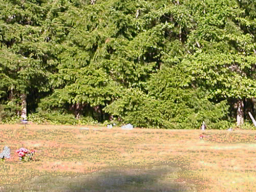 Douglas-fir trees bordering Evergreen Cemetery, Packwood, Washington