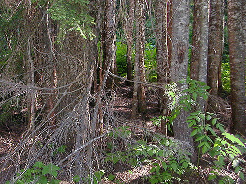 closed canopy forest at Willame Creek site, Skate Creek Valley, Lewis County, Washington