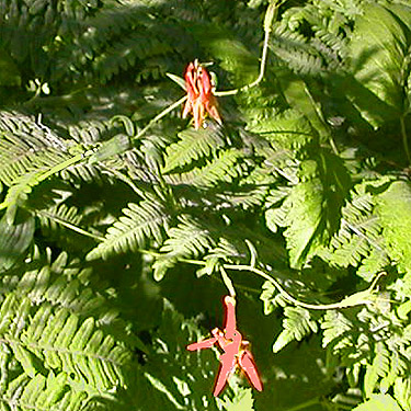 roadside columbine, Willame Creek site, Skate Creek Valley, Lewis County, Washington