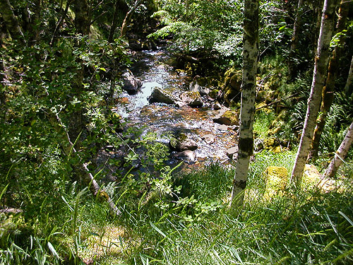 Johnson Creek Skate Creek Valley, Lewis County, Washington