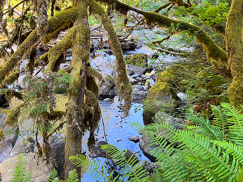 skate Creek behind mossy maple trunks and branches, Skate Creek bridge, Skate Creek Valley, Lewis County, Washington