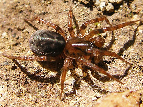 Cybaeus spider under rock, Johnson Creek road, Skate Creek Valley, Lewis County, Washington