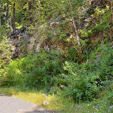 diverse road cut foliage, Johnson Creek road, Skate Creek Valley, Lewis County, Washington