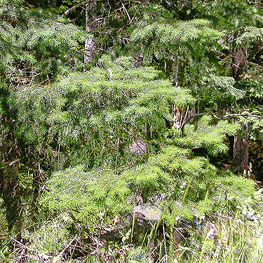 Douglas-fir foliage, 