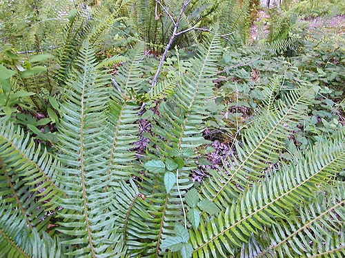 sword fern stand above Skate Creek bridge, Skate Creek Valley, Lewis County, Washington