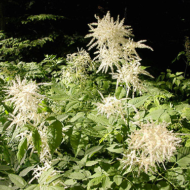 roadside goatsbeard, Willame Creek site, Skate Creek Valley, Lewis County, Washington