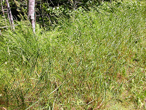 roadside grass, Johnson Creek road, Skate Creek Valley, Lewis County, Washington