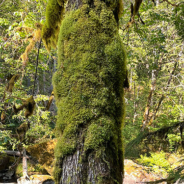 moss on maple trunk, Skate Creek bridge, Skate Creek Valley, Lewis County, Washington